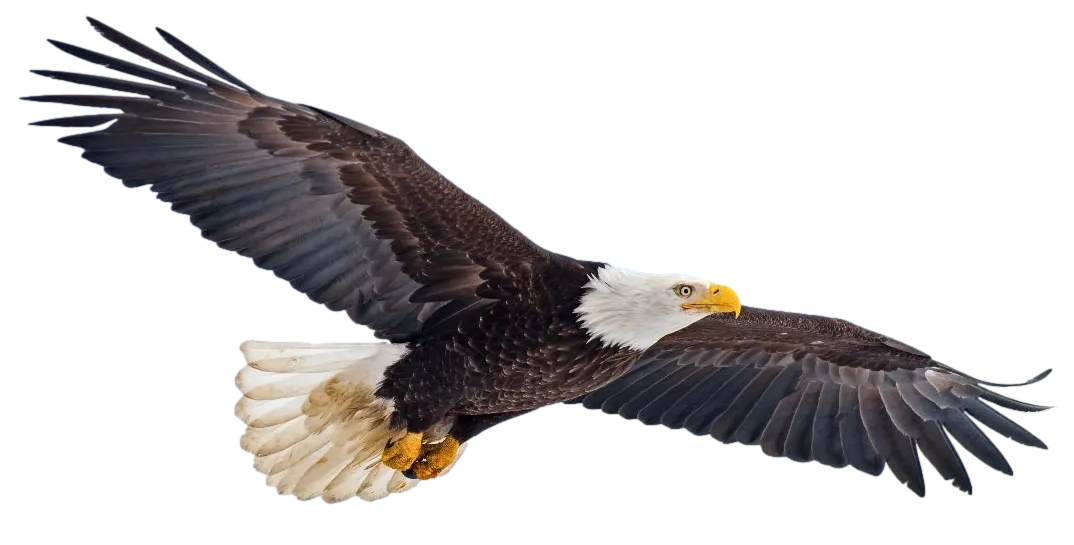 Eagle in Flight